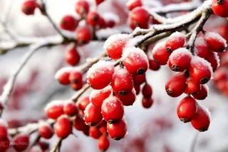 冬季冰雪覆盖红色果实上雾凇摄影图
