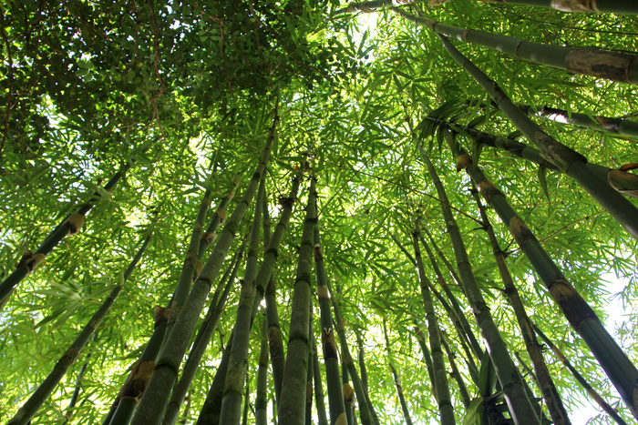 高清竹子竹林