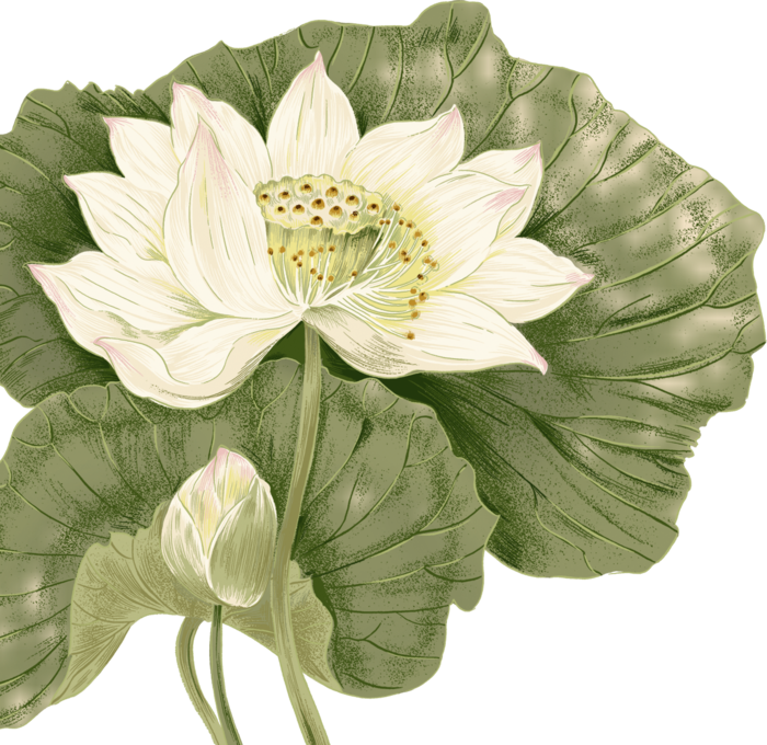 夏季荷花莲花植物免抠元素