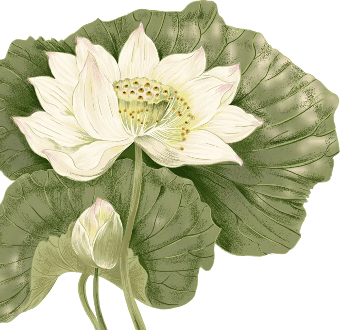 夏季荷花莲花植物免抠元素