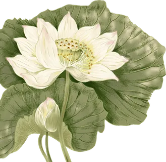 夏季荷花莲花植物免抠元素