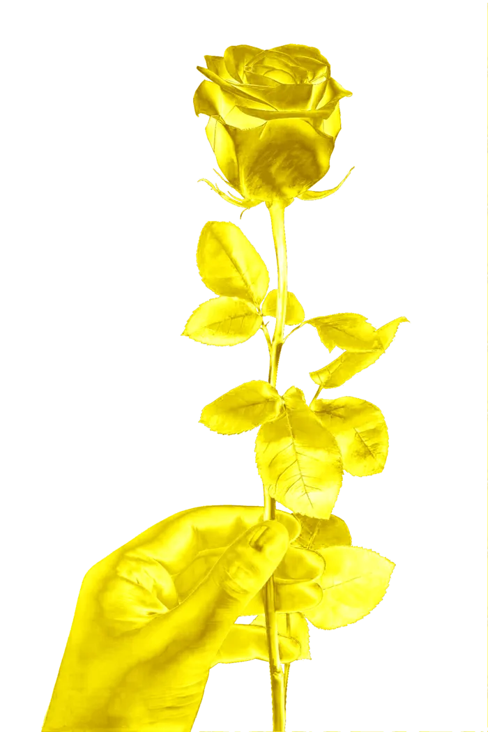 花类金玫瑰免抠图