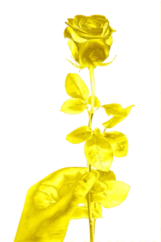 花类金玫瑰免抠图