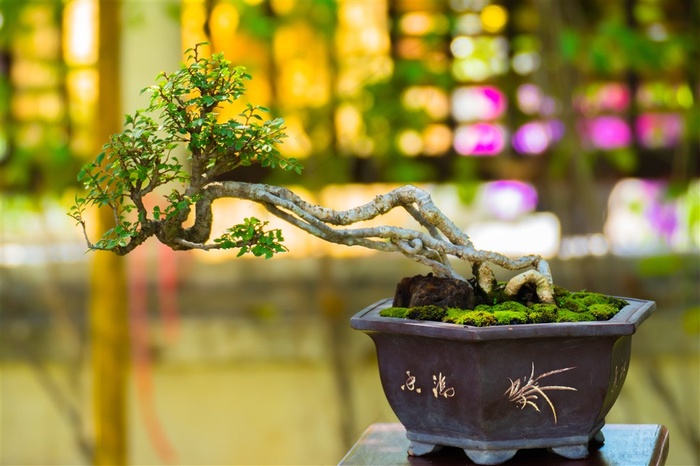 桌面上绿色的盆景