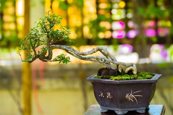 桌面上绿色的盆景