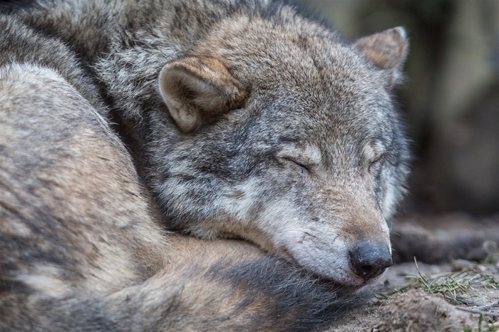 闭着眼睛睡觉的狼图片