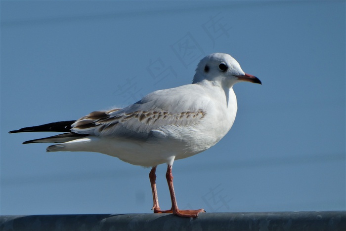 一只白色海鸥图片