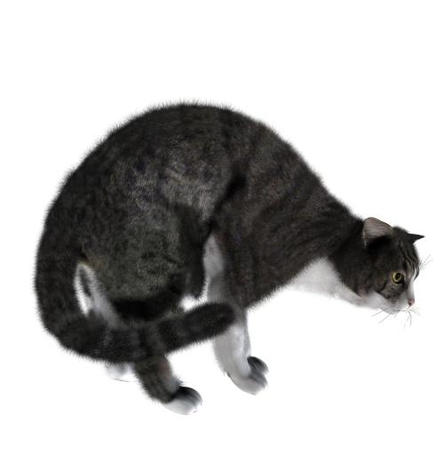 猫 PNG 图像免抠(1490x1520)