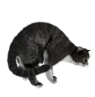 猫 PNG 图像免抠