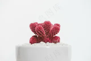 红色多肉植物盆栽图片