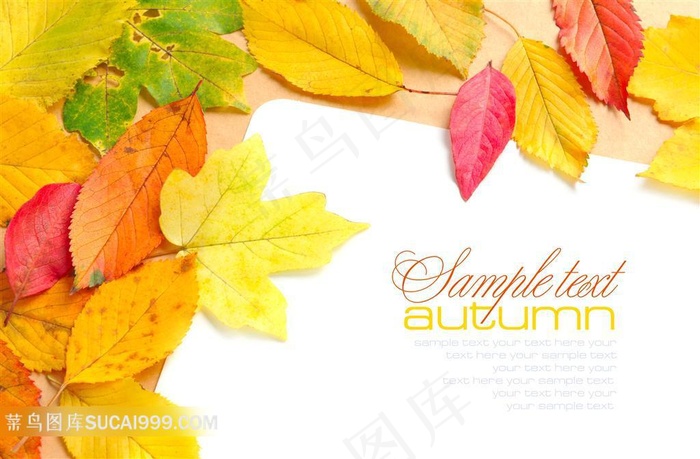 美丽的叶子系列