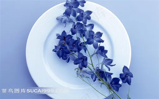 娇媚的兰花花艺大餐