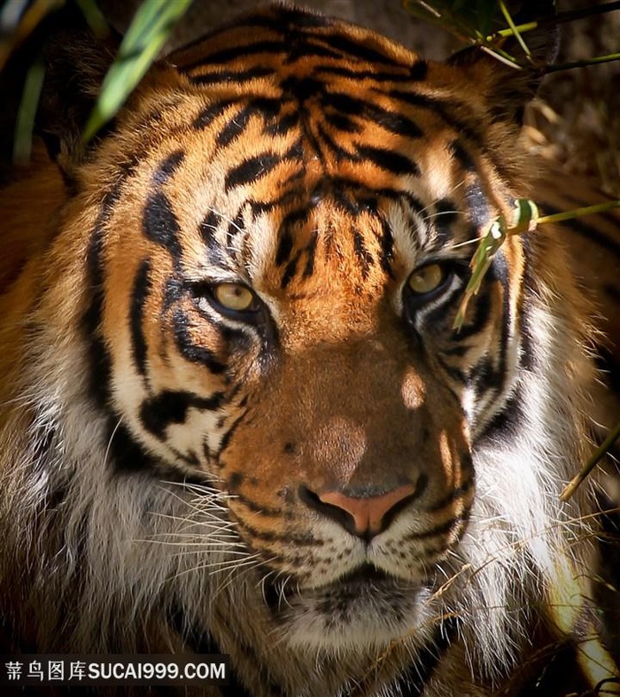 凶猛老虎动物写真高清图片