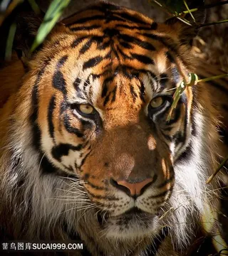 凶猛老虎动物写真高清图片