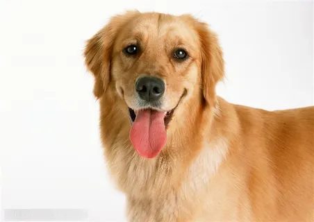 大型犬-舔着舌头的可爱狗狗