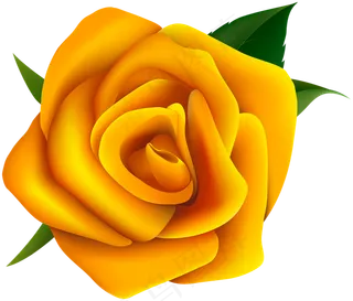 玫瑰 黄色 黄玫瑰 玫瑰花 花朵 鲜花特写 免抠