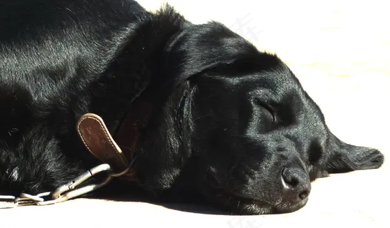 拉布拉多黑色犬图片 拉布拉多黑色犬图片