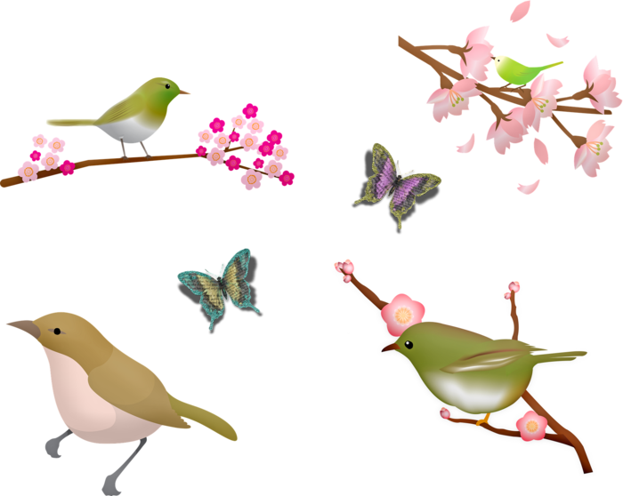 鸟类 樱花盛开 樱花 蝴蝶 鸟分支 春天 树 