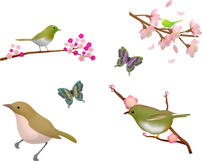 鸟类 樱花盛开 樱花 蝴蝶 鸟分支 春天 树 