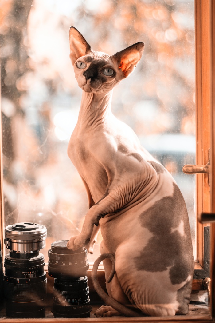 可爱猫咪猫猫摄影素材