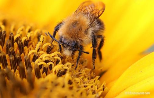 正在采蜜的蜜蜂微距摄影