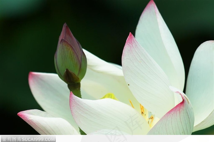 出水芙蓉-白色的荷花