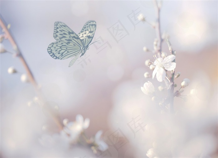 花朵上的蝴蝶昆虫素材图片