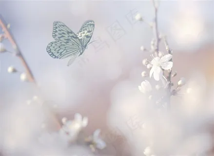 花朵上的蝴蝶昆虫素材图片 花朵上的蝴蝶昆虫素材图片