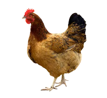 免抠鸡素材 免抠鸡素材