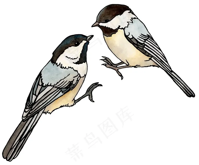 两只相望的小鸟