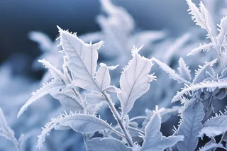 白霜挂满植物枝头冬天雾凇摄影图