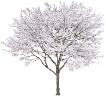 高清树木素材 免抠PSD植物素材 美术绘画园林贴图 树草灌木花草