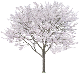 高清树木素材 免抠PSD植物素材 美术绘画园林贴图 树草灌木花草