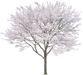 高清树木素材 免抠PSD植物素材 美术绘画园林贴图 树草灌木花草