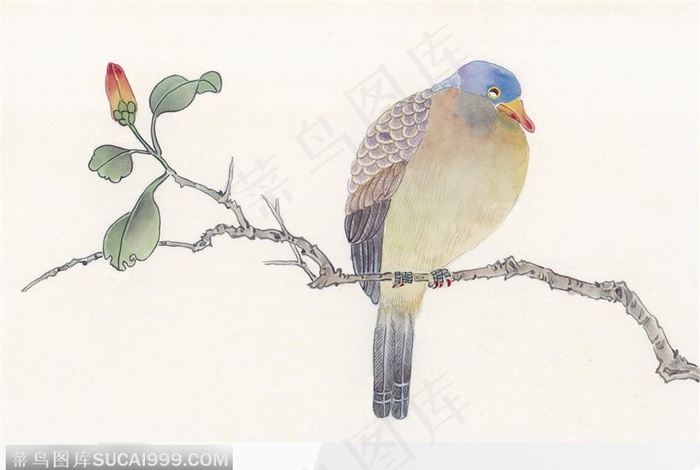 工笔画—鸽子图