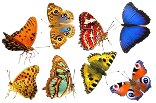 多彩蝴蝶免扣素材