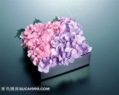 方形盒子里漂亮的小花图片