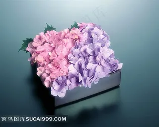 方形盒子里漂亮的小花图片