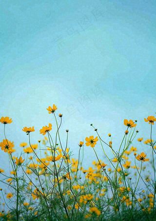 春天黄色的小花，春风，春分，油菜花