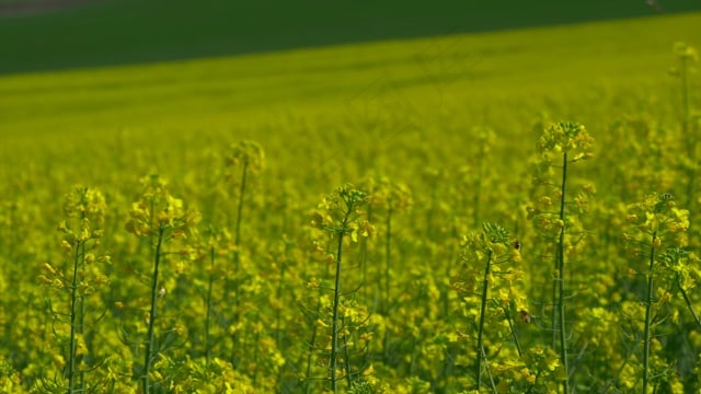 草, 花朵, 原野, 草地, 日落, 户外, 自然