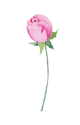 鲜花玫瑰免扣素材