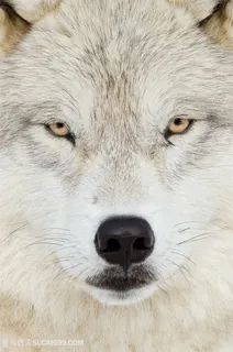 狼的头部特写 狼的头部特写