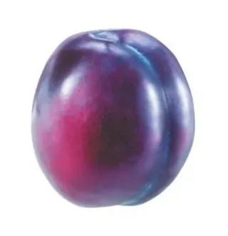 梅花 PNG 图像免抠