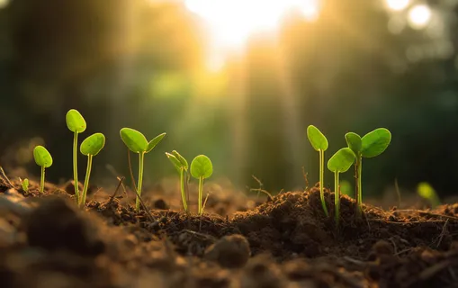 植物幼苗在阳光下发芽摄影图壁纸