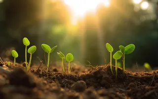 植物幼苗在阳光下发芽摄影图壁纸