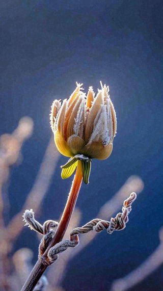 冬天白霜覆盖的植物立冬霜降小雪大雪冬至摄影图