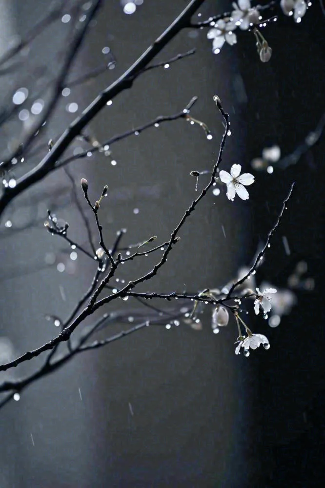 冬天雪花枝叶植物简约意境，冬季小雪大雪冬至摄影图(896x1344)