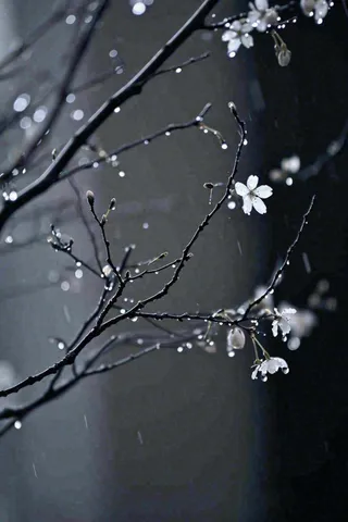 冬天雪花枝叶植物简约意境，冬季小雪大雪冬至摄影图