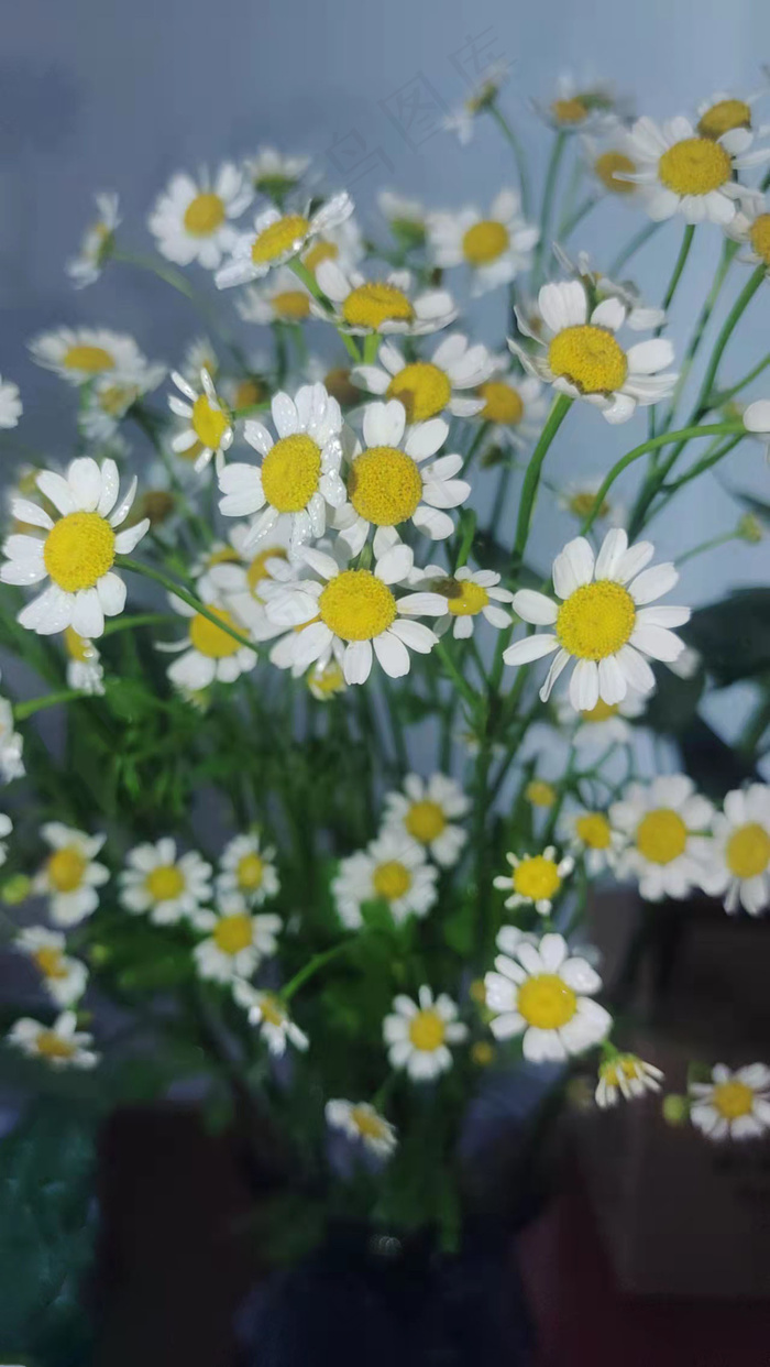 秋天、野花、白色、风景、雏菊