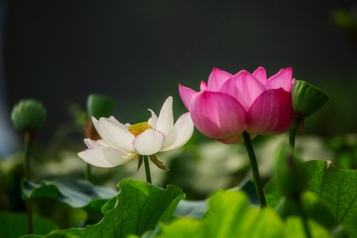 淡妆浓彩两荷花